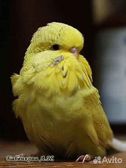 Попугаи ввп чехи и получехи.неразлучники.канарейки