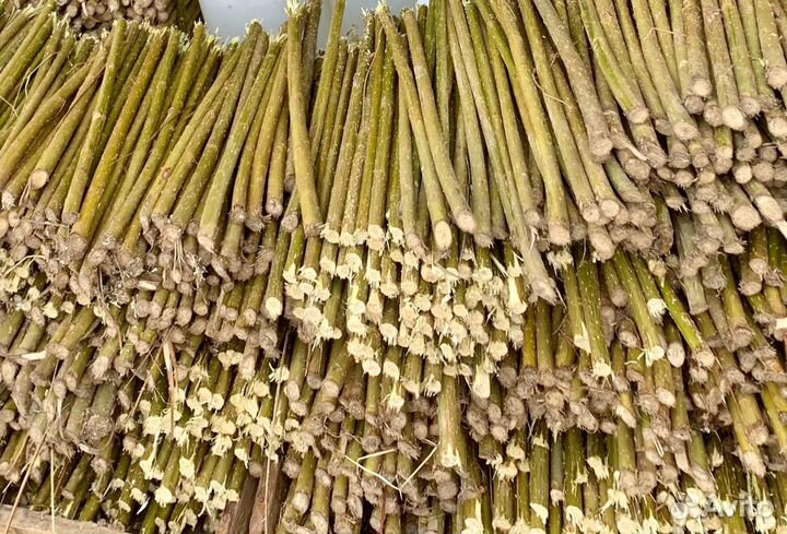 Редкие растения для сада