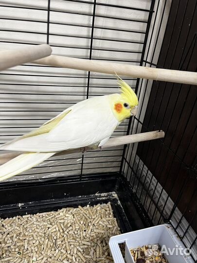 Корелла попугай