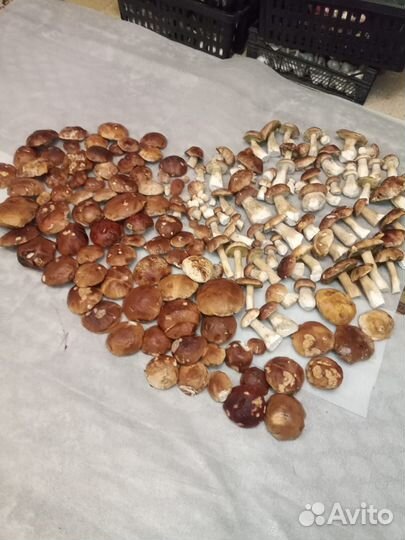 Ведро грибов