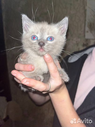 Котенок ищет дом