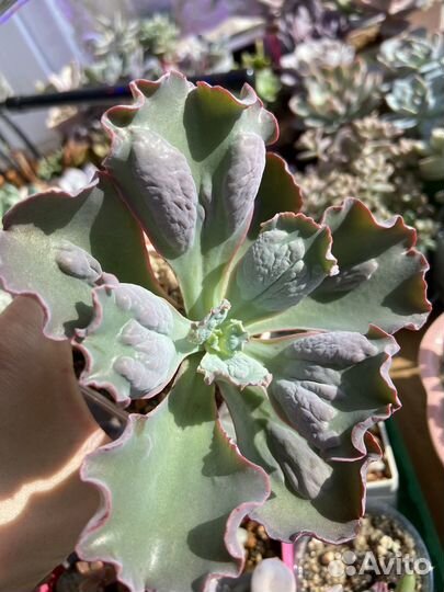 Суккуленты, эхеверии с наростами