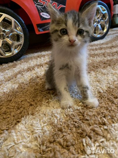 Котята
