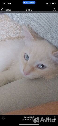 Кошка в дар