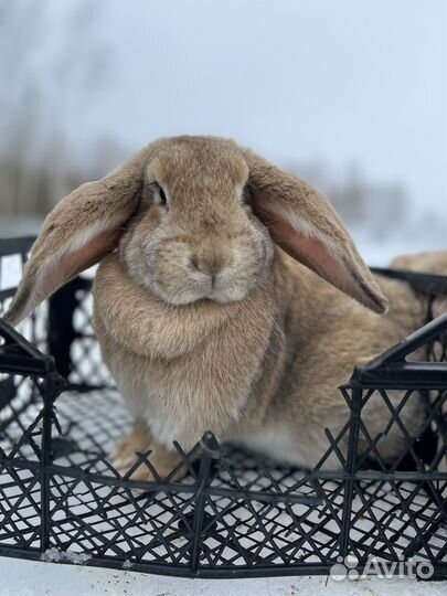 Кролики французский баран