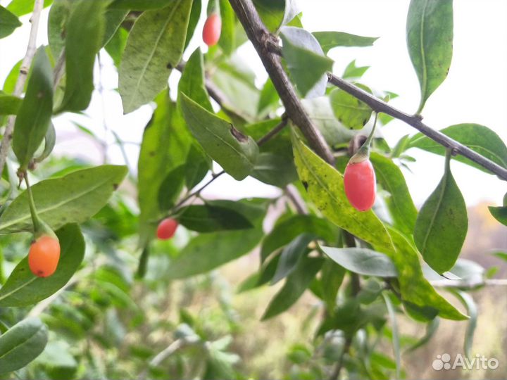 Жимолость, лапчатка, ягода годжи