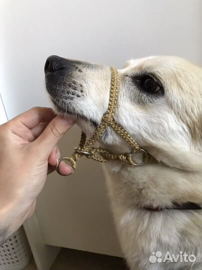 Недоуздок для собак халти ручной работы