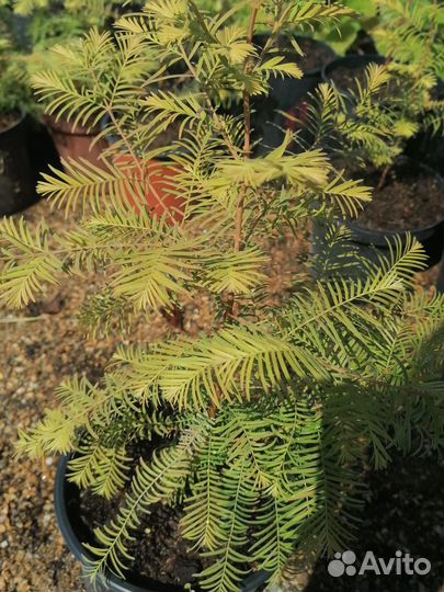 Метасеквойя