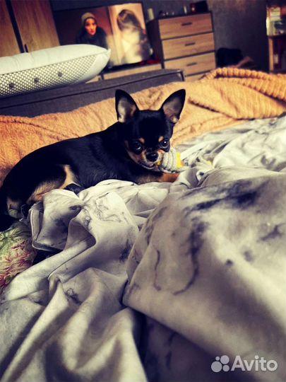 Вязка кобель чихуахуа