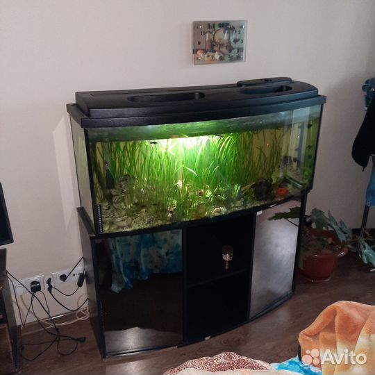 Продажа аквариума