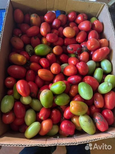 Помидоры, баклажан, перец