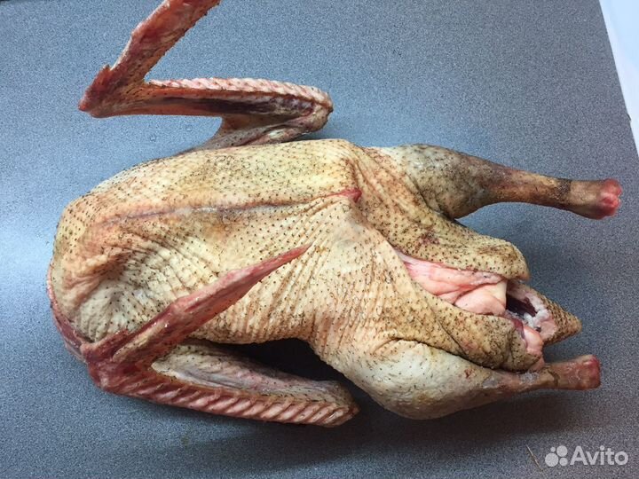 Гусиное мясо