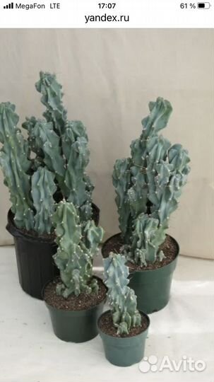 Суккуленты Голубой перуанский цереус