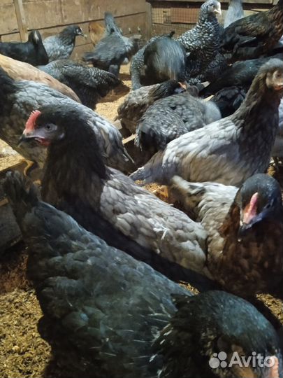 Индюки, доминанты