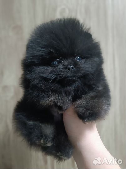 Померанский шпиц мини микро