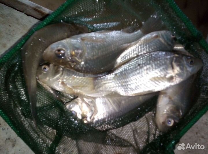 Живец карась крупный
