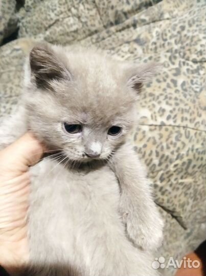 Продам породистых котят