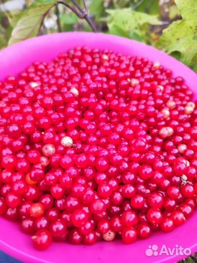 Калина ягода цена за 1л