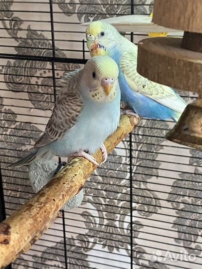 Волнистый попугай птенец самка