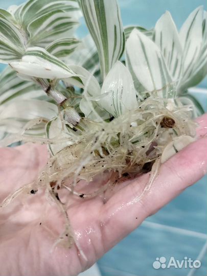 Традесканция Альбифлора