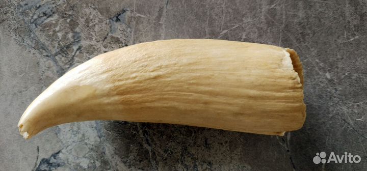 Зуб Кита сувенир