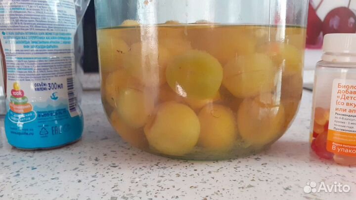 Саженцы абрикоса