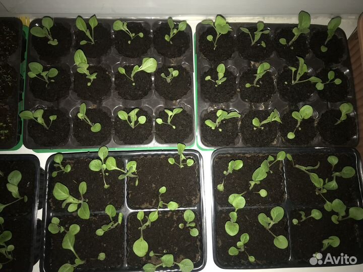 Рассада петунии