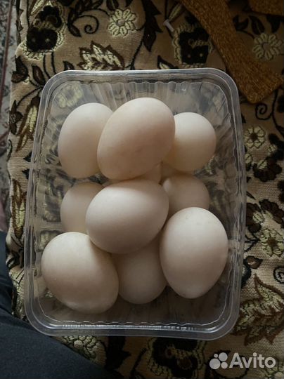 Утиные яйца