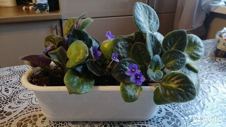 Фиалки цветущие в горшке