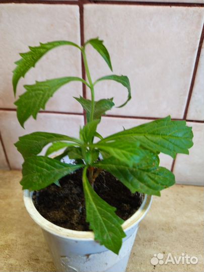 Клеродендрум филиппинский