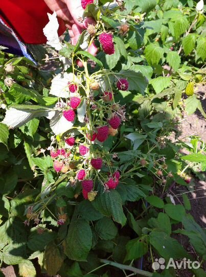 Саженцы малины