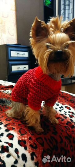 Одежда для собак