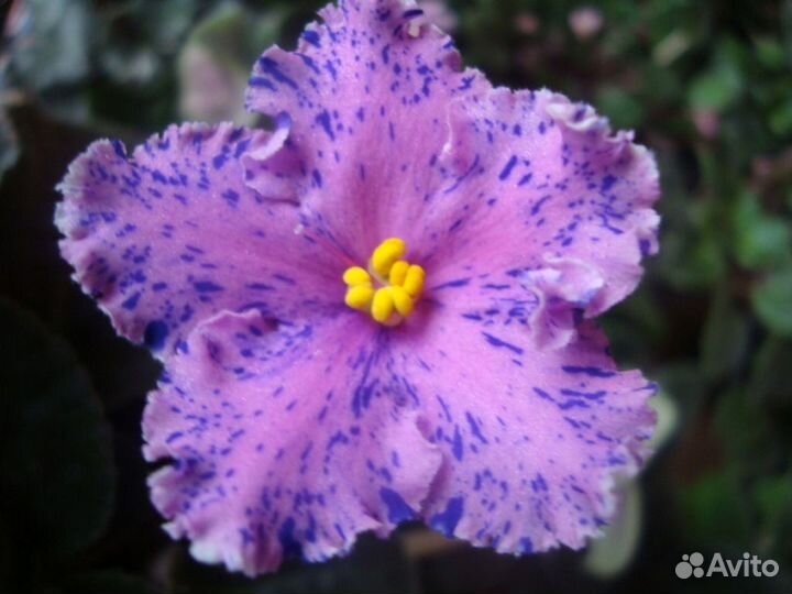 Фиалка Сортовая