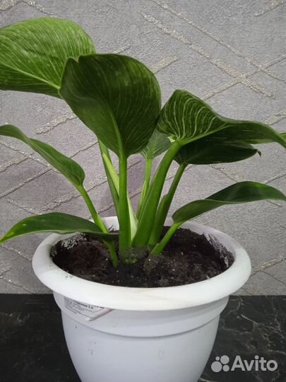 Филодендрон биркин