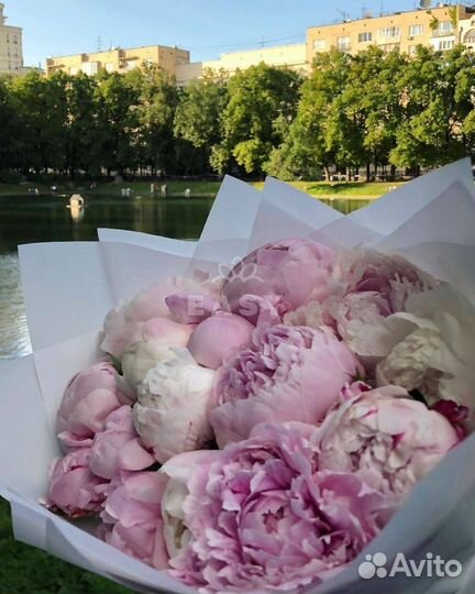 Доставка пионов букеты