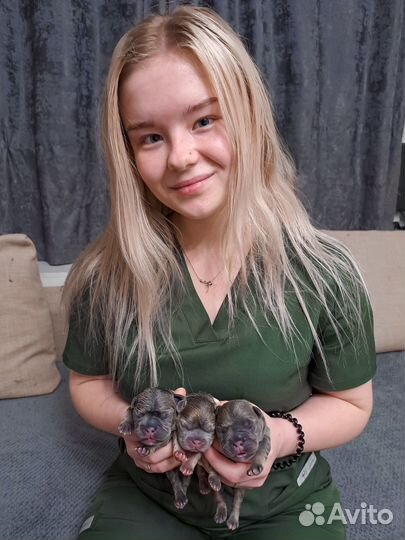 Ветеринарный врач круглосуточно на дом