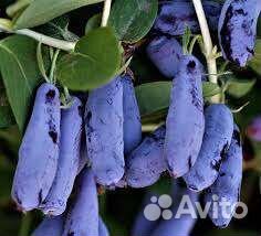 Жимолость крупномеры саженцы