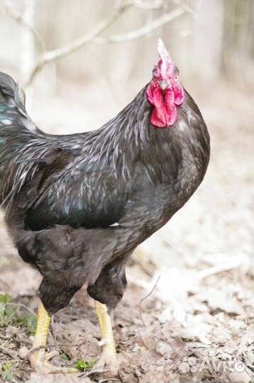 Петух черный 10 мес, порода Московская