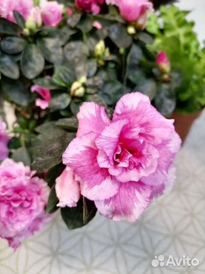 Азалия, Асплениум Криспи Вейв, Кротоны