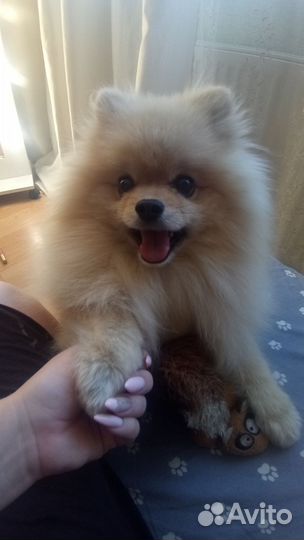 Домашняя передержка питомцев. Дрессировка