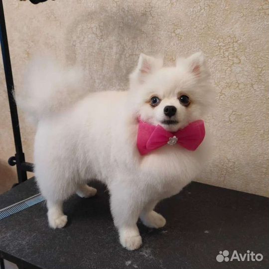 Аксессуары для собак