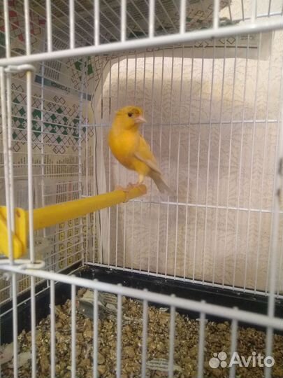 Кенара и канарейки