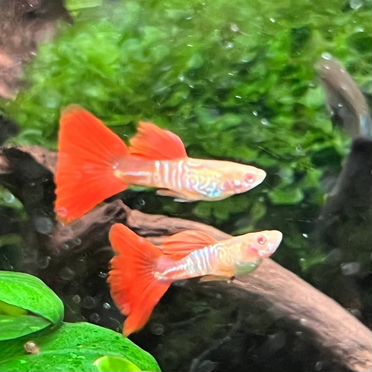 Гуппи чистая линия