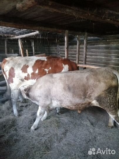 Продам корову с теленком