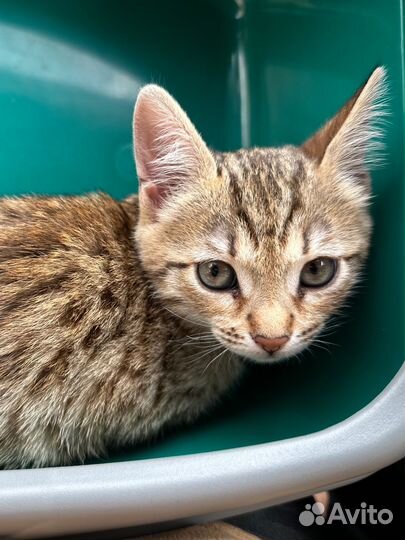 Бенгальская кошка