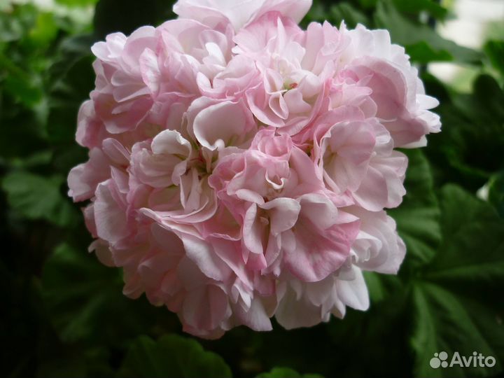 Пеларгония герань молодые растения