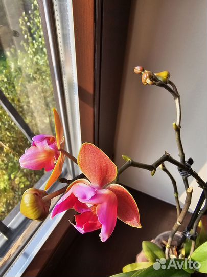 Орхидея фаленопсис пелорик
