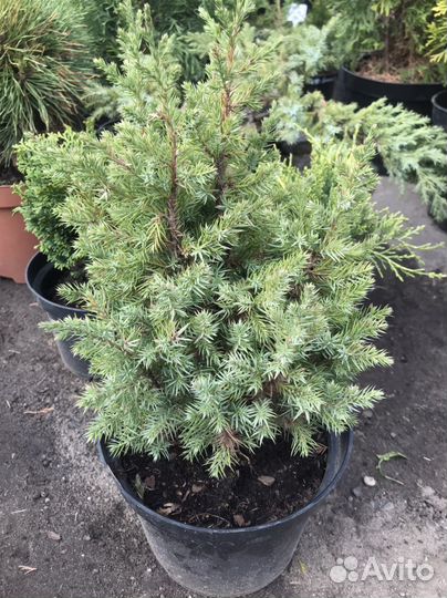 Можжевельник в ассортименте