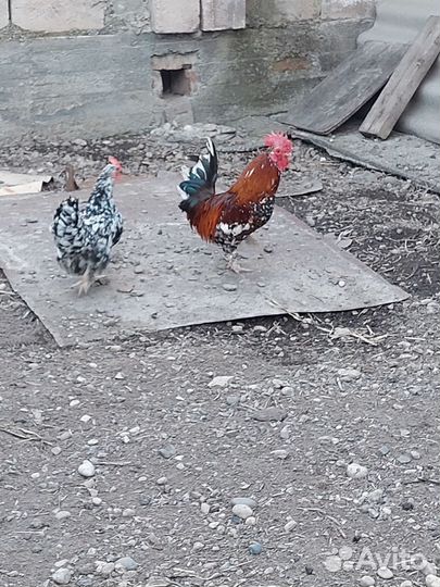 Куры петухи