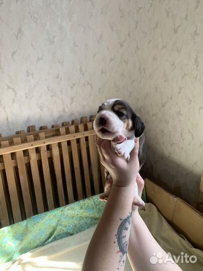 Бигль щенки